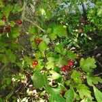 Crataegus × kyrtostyla nothovar. DomicensisFolha