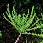 Araucaria nemorosa برگ