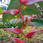 Heliconia collinsiana 花