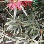 Callistemon viminalis Цветок