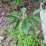 Arisaema serratum Leaf