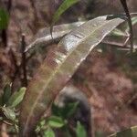 Barleria lupulina Blad