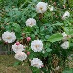 Rosa abietina 花