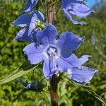 Campanulastrum americanum Fleur