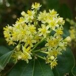 Cinnamomum japonicum Λουλούδι