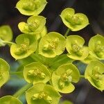 Euphorbia seguieriana Flor