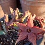 Stapelia schinzii Цвят