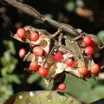 Abrus precatorius Fruit