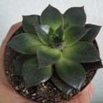 Echeveria purpusiorumBlad