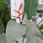 Heliconia farinosa Floare