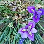 Iris unguicularis Květ