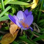 Crocus speciosus Blüte