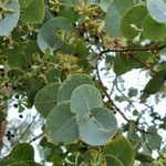 Eucalyptus polyanthemos Blad