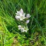 Gentianella ramosa 花