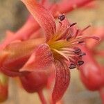 Tylecodon paniculatus Flor