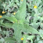Sclerocarpus divaricatus Hoja