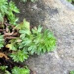 Saxifraga praetermissa Leaf