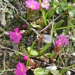 Primula rosea Blatt