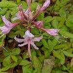 Rhododendron periclymenoides ᱵᱟᱦᱟ