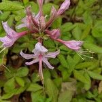 Rhododendron periclymenoides Blomma