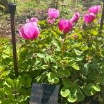 Paeonia daurica Λουλούδι