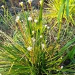 Mesanthemum radicans Flower