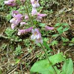 Penstemon canescens 形态