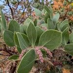 Arctostaphylos columbiana ᱥᱟᱠᱟᱢ