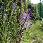 Muscari matritense Fiore