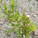 Nicotiana paa Hoja