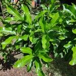 Pouteria caimito Leaf