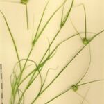 Carex bohemica Інше