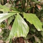 Caryota mitis Lapas