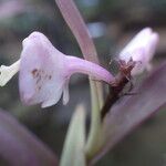 Polystachya rhodoptera Flower