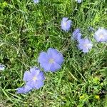 Linum perenne花