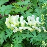 Aconitum lycoctonumLorea