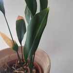 Aspidistra elatiorFolla