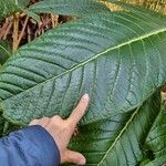 Rhododendron sinogrande Blad