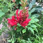 Erythrina herbacea Flower