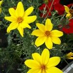 Bidens ferulifolia Virág
