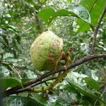 Eschweilera coriacea Fruit