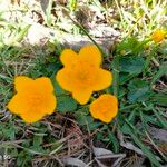 Ranunculus montanus Flower