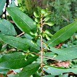 Ligustrum tschonoskii Fruto