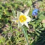 Tulipa sylvestris 花