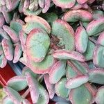 Sedum sieboldii Hoja