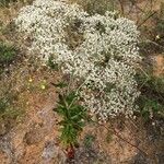 Eriogonum multiflorum Plante entière