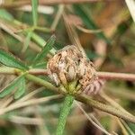 Dorycnopsis gerardi Ffrwyth