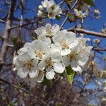 Pyrus communis Blomst