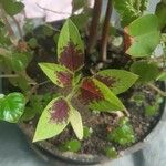 Plectranthus scutellarioidesLeaf