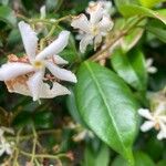 Trachelospermum jasminoidesFlor